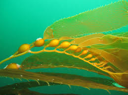 Attēlu rezultāti vaicājumam “Licea pygmaea macro”