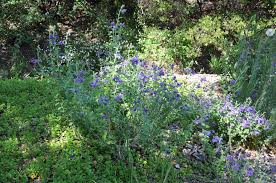 Image result for Linaria purpurea