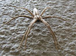 Attēlu rezultāti vaicājumam “Pisauridae”