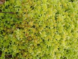 Attēlu rezultāti vaicājumam “Sphagnum fimbriatum”