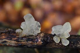 Attēlu rezultāti vaicājumam “Myxarium nucleatum”