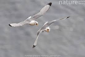 Image result for Rissa tridactyla