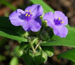 Attēlu rezultāti vaicājumam “Tradescantia virginiana flower”
