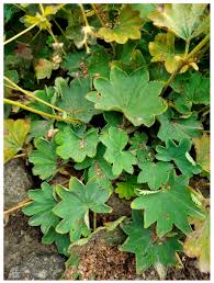 Attēlu rezultāti vaicājumam “Alchemilla vulgaris aggr. leaf”