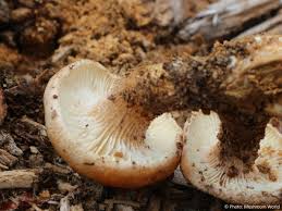 Attēlu rezultāti vaicājumam “Lentinus lepideus”