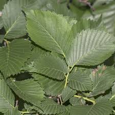 Attēlu rezultāti vaicājumam “Ulmus laevis leaf”