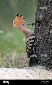 Attēlu rezultāti vaicājumam “Upupa epops adult”