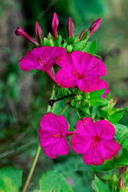 Image result for Nicotiana x sanderae