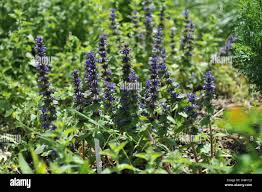 Attēlu rezultāti vaicājumam “Ajuga genevensis”