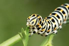 Attēlu rezultāti vaicājumam “Papilio machaon larva”