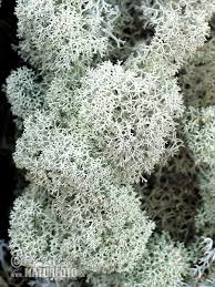 Attēlu rezultāti vaicājumam “Cladonia rangiferina”