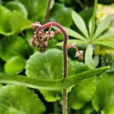 Attēlu rezultāti vaicājumam “Saxifraga cymbalaria fruit”