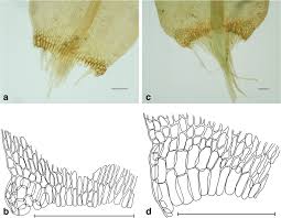 Attēlu rezultāti vaicājumam “Drepanocladus polygamus”