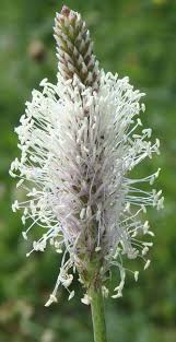 Attēlu rezultāti vaicājumam “Plantago media flower”