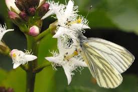 Attēlu rezultāti vaicājumam “Pieris napi male”