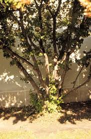 Attēlu rezultāti vaicājumam “Acer tataricum bud”