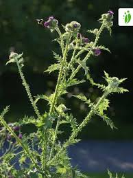 Attēlu rezultāti vaicājumam “Carduus crispus leaf”