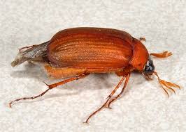 Attēlu rezultāti vaicājumam “Serica brunnea”