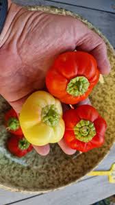 Afbeeldingsresultaat voor hungarian sweet apple sweet pepper