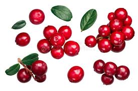 Attēlu rezultāti vaicājumam “Vaccinium vitis-idaea fruit”