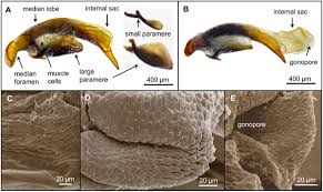 Attēlu rezultāti vaicājumam “Polypogon tentacularius male”