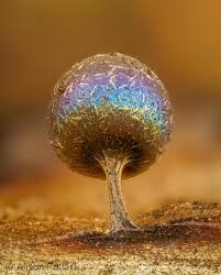 Attēlu rezultāti vaicājumam “Lamproderma arcyrioides macro”