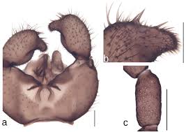 Attēlu rezultāti vaicājumam “Sciara analis”