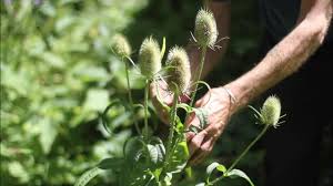 Image result for Dipsacus silvestris