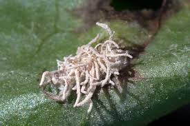 Attēlu rezultāti vaicājumam “Torrubiella arachnophila”