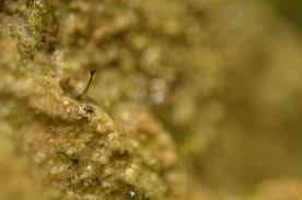 Attēlu rezultāti vaicājumam “Seligeria donniana”