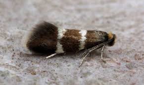 Attēlu rezultāti vaicājumam “Incurvariidae”