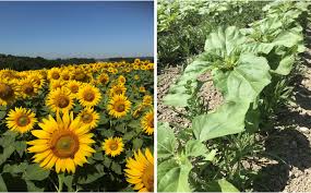 Image result for Sonnenblume