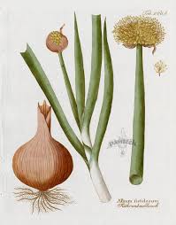 Résultat de recherche d'images pour "Allium fistulosum"