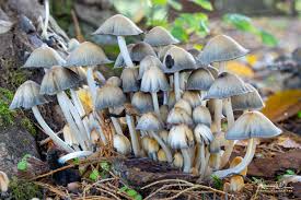 Attēlu rezultāti vaicājumam “Coprinus micaceus”
