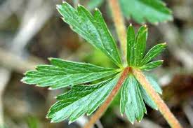 Attēlu rezultāti vaicājumam “Potentilla erecta leaf”
