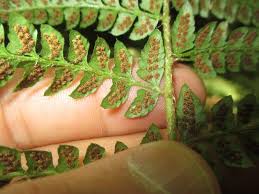 Attēlu rezultāti vaicājumam “Polystichum braunii”