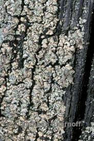 Attēlu rezultāti vaicājumam “Hypocenomyce scalaris”