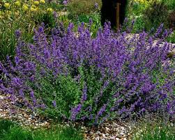 Attēlu rezultāti vaicājumam “Nepeta x faassenii”