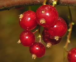 Attēlu rezultāti vaicājumam “Ribes spicatum”