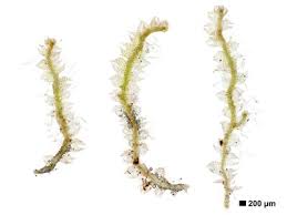 Attēlu rezultāti vaicājumam “Cephalozia connivens”