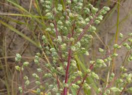 Image result for Artemisia caudata