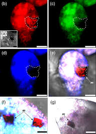 Attēlu rezultāti vaicājumam “Tubifera magna”