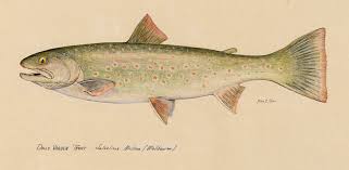 Image result for Salvelinus malma