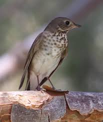 Image result for Catharus minimus