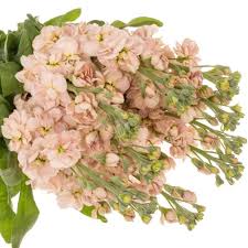 Image result for Levkoje