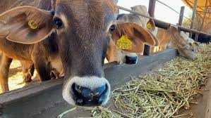 Image result for ganado bovino