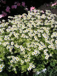Image result for Tanacetum parthenium