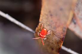 Attēlu rezultāti vaicājumam “Trombidiidae”