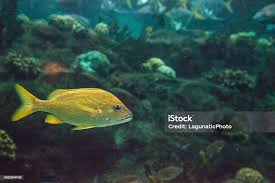 Image result for Haemulon flavolineatum