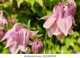 Attēlu rezultāti vaicājumam “Aquilegia vulgaris bud”